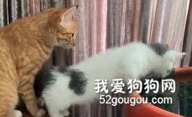老司機教學實踐，包教包會，學會為止！