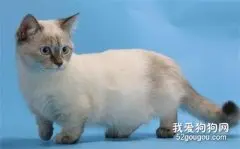 关于波曼猫毛色的美丽传说