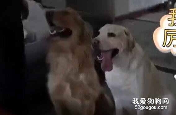 拉布拉多活捉小偷，可它的主人，還是這個職業...