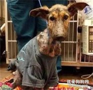 看圖猜狗，你能看出它是什么狗狗嗎？
