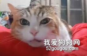 女子對自家貓又親，又蹭，足足吸了1分多鐘，可貓的反應...