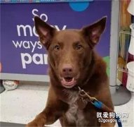超市柜臺突然出現一個奇怪的投訴者，笑噴了