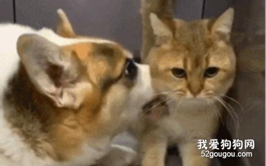 貓咪從小被柯基盤頭，以為長大后會翻身...