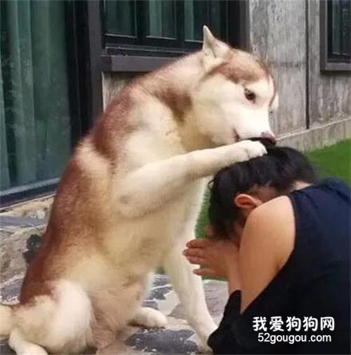 哈士奇看到主人在門口哭，下一秒的舉動暖化了...