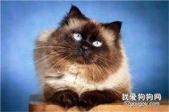 重點色短毛貓的性格特點