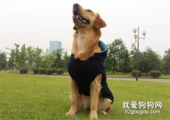 狗狗穿衣服有哪些隱患?
