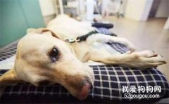 怎么樣避免狗狗食物中毒? 生活用品中毒和急救常識