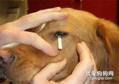 狗狗眼屎多的原因和治療