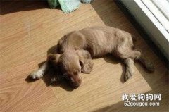 導致狗狗拉肚子的原因有哪些？