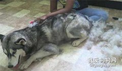 哈士奇換毛期需要注意些什么？