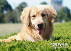 狗狗能不能吃鹽？