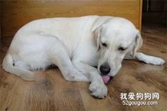 狗狗一直舔手腳的原因？
