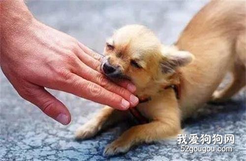 男孩傷口被狗舔了一下，就感染狂犬病身亡？醫生：完全沒有關系.....