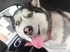 二哈迷路賴著妹子不放，逼得她班都不敢上了...