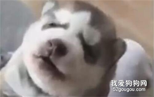 一定別在狗狗面前學狼叫，不然你會...被萌化了！