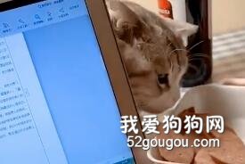 想偷肉吃的小可愛，還得偷偷觀察再下手……
