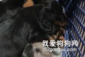 看到弟弟在做噩夢，狗狗下一秒的舉動暖化了！