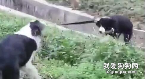 幼犬掉落水渠，狗媽媽一個動作讓人感嘆：母愛不分種族！