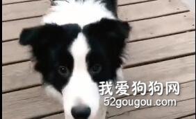 養了只邊牧后，小姐姐竟喪失了基本的自理能力！
