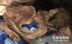 妹子揀了坨“爛肉”回家，沒想到四個月后……奇跡出現了！