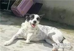 自從出生就被拋棄的它，六個月后卻因前腳截肢而重獲新生！