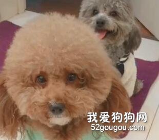 聰明的泰迪看到哥哥把耙耙惹生氣了，使勁拖哥哥回窩里