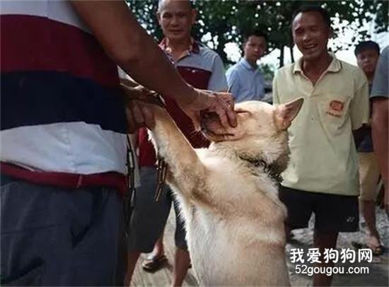 親眼看到同伴被宰殺，狗狗瘋狂作揖：求你放過它…