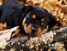 羅威納犬多少錢一只？