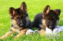 德國牧羊犬幼犬如何喂養？
