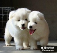 斷奶后的幼犬應該喂多少口糧？