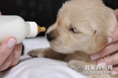 狗狗可以喝奶粉嗎，哪種奶粉適合狗狗喝？