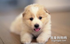 幼犬怎么喂養？幼犬喂養注意事項