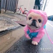 狗狗起名，狗狗取什么名字好聽？
