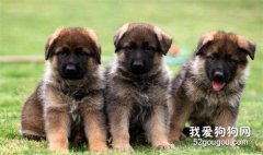 怎么幫立耳犬立耳？