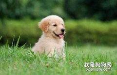 金毛吃什么好？喂養金毛要注意什么？