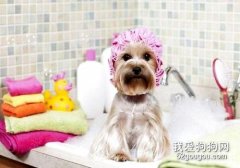 幼犬什么時候可以洗澡？幼犬洗澡注意事項