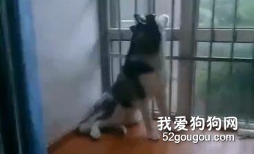 網友好奇哈士奇獨自在家會做什么，萬萬沒想到.......
