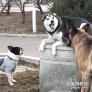 虎落平陽被犬欺！二哈：誰說老虎屁股摸不得......