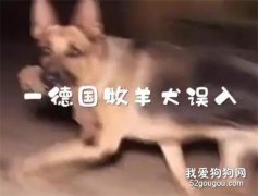 賤兮兮的德牧跑到了烏龜洞里玩，結果被人家堵住門出不來了...