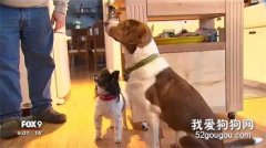 狗子用手機連報16個假警，還將面臨入獄之災？！