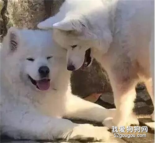 從狗肉廠救下小薩，發現總是不開心，真相竟是...