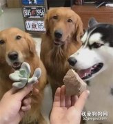 主人拿出多肉和植物讓狗子選，沒想到二哈竟選了這個……