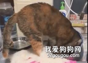 主人聽到廚房傳來一陣聲響，走進看到這一幕，直接氣炸了...