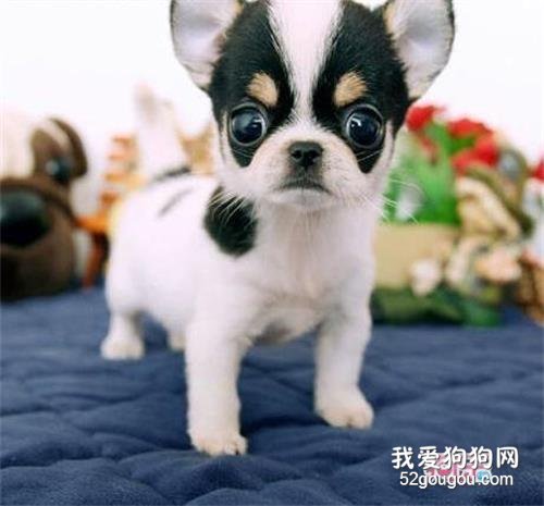 狗狗為何吃大便？4招讓它不再留戀！