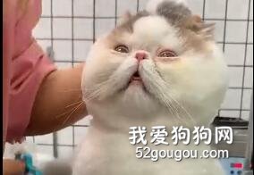 瞅這迷離呆滯的小眼神哈哈哈哈~