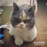 每天對著這殺氣沖天的菜刀眼，你真的不“方”嗎？