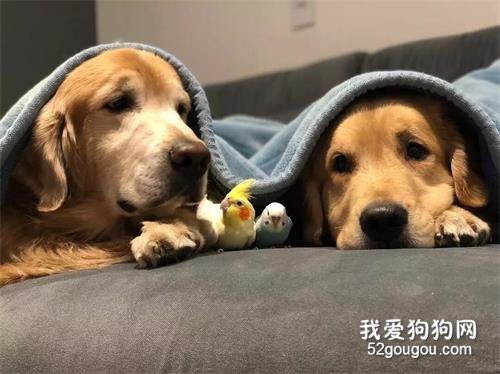 對獸醫來說最難的工作是什么？他的答案讓無數主人驚訝…