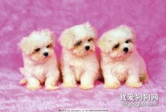 幼犬怎么喂養？幼犬喂養五大技巧
