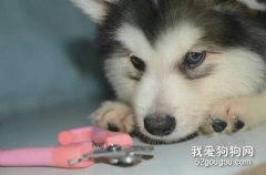 狗狗挑食怎么解決？狗狗挑食糾正方法？