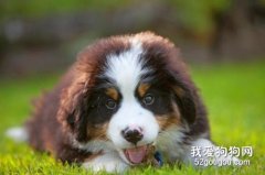 不要對狗狗做的八件事有哪些？